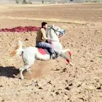 اسب سیلمی اصیل کورد|اسب و تجهیزات اسبسواری|دیواندره, |دیوار