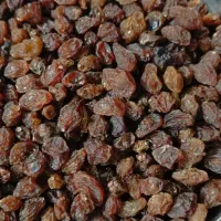 مویز & ممیز|خوردنی و آشامیدنی|سبزوار, گلشن|دیوار