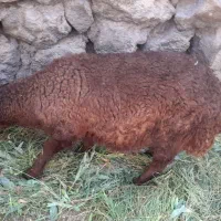 بره بهاره