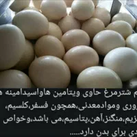 پرنده جوجه تخم خوراکی گوشت شترمرغ قلم بوقلمون|حیوانات مزرعه|یاسوج, |دیوار
