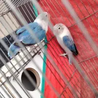 فروش و معاوضه تعدادی پرنده|پرنده|کرمان, |دیوار