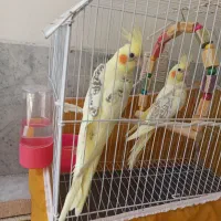 عروس هلندی نر ماده دوکت باقفس