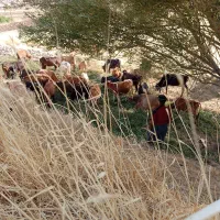 گاو محلی