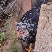 مرغ و خروس گلین پنگوئنی و خال سوزنی فول کیفیت|حیوانات مزرعه|ساری, |دیوار