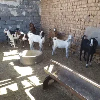 بزوبزغاله
