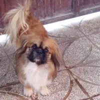 سگ اسپانیل تبتی|سگ|کرمان, |دیوار