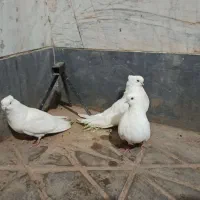 کفتر