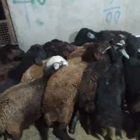 بره ماده قزل افشار