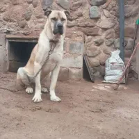 سگ  عراقی ۱۸ ماهه