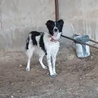 واگذاری سگ لاس