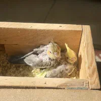 جوجه عروس هلندی سرلاکی و نرم خور|پرنده|قدس, شهر‌قدس|دیوار