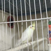 ۲ جفت عروس هلندی سر حال و مولد در حال تخم گذاری|پرنده|مشهد, جاهد شهر|دیوار