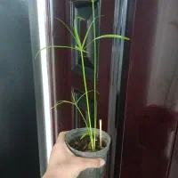 گل و گلدون + قلمه|گل و گیاه طبیعی|اهواز, بهارستان|دیوار