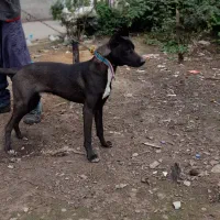 سگ‌گریت‌دین|سگ|رشت, لاکان|دیوار