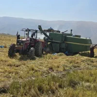 برنج کامفیروزی|خوردنی و آشامیدنی|کر, |دیوار