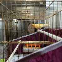 قناری نروماده آواز خوان