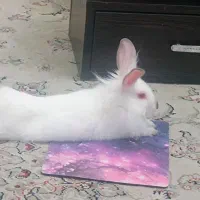 فروش خرگوش