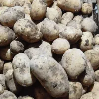 سیب زمینی|عمده‌فروشی|سجاس رود, |دیوار