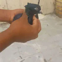 چند نوع کبوتر