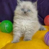 گربه های کیوت ( irancats org)