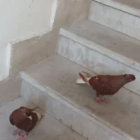 کبوتر