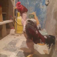 خروس لاری