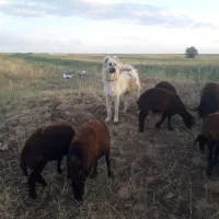 سگ سرابی اصیل|سگ|تیکمه داش, |دیوار