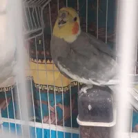 جفت عروس هلندی