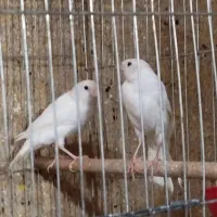 س اعت قناری