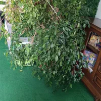 تعدادی گلدون با تخفیف