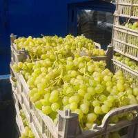 اجاره آلو ،سیب و انگور