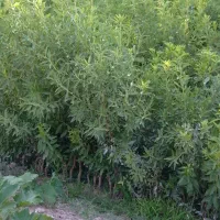 نهال بادام از همه رقمها یک جا به فروش میرسد|خدمات باغبانی و درختکاری|مراغه, |دیوار