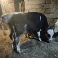 سه‌تاگاو نر