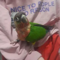 گرینچیک گمشده