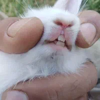 خرگوش لوپ هلندی