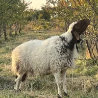 گوسفند (قوچ)|حیوانات مزرعه|زاویه, |دیوار