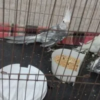 عروس هلندی|پرنده|رباط‌کریم, نصیرشهر|دیوار