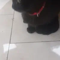 گربه پیدا شده