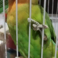 معاوضه بریزیلی نر با نر کارداده