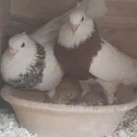 یک جفت طوقی عتیقه