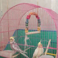 یه جفت عروس هلندی
