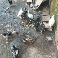 باعرض سلام 13عددجوجه مرغ گلیم بفروش میرسد|حیوانات مزرعه|تاکستان, |دیوار