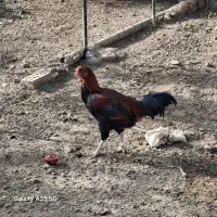 فروش خروس و مرغ