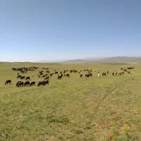 نیازمند چوپان