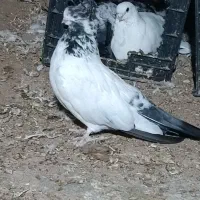 کفتر نوک قنار|پرنده|خزل, |دیوار