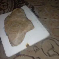 فسیل درجه یک|کلکسیون اشیاء عتیقه|دامغان, |دیوار