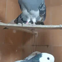 کبوتر کفتر نقشو پرش(بار جدید داخل فیلم)