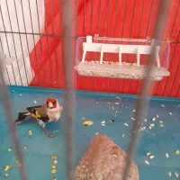 سهره|پرنده|بیرجند, |دیوار