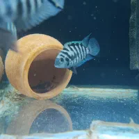 جفت مولد سیچلاید گورخری