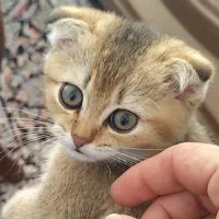 گربه اسکاتیش